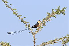 Shaft-tailed Whydah